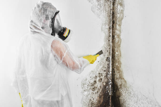 Best Post-Remediation Services in Cao, ND