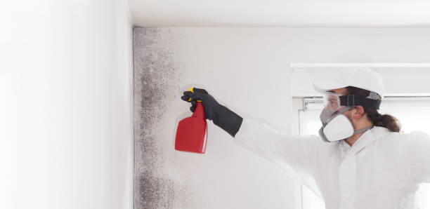 Best Crawl Space Mold Remediation in Cao, ND