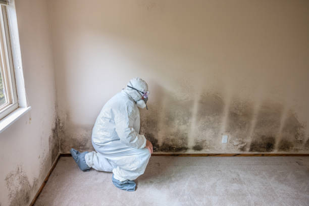 Best Industrial Mold Remediation in Cao, ND